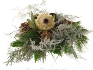 protea og grankogler
